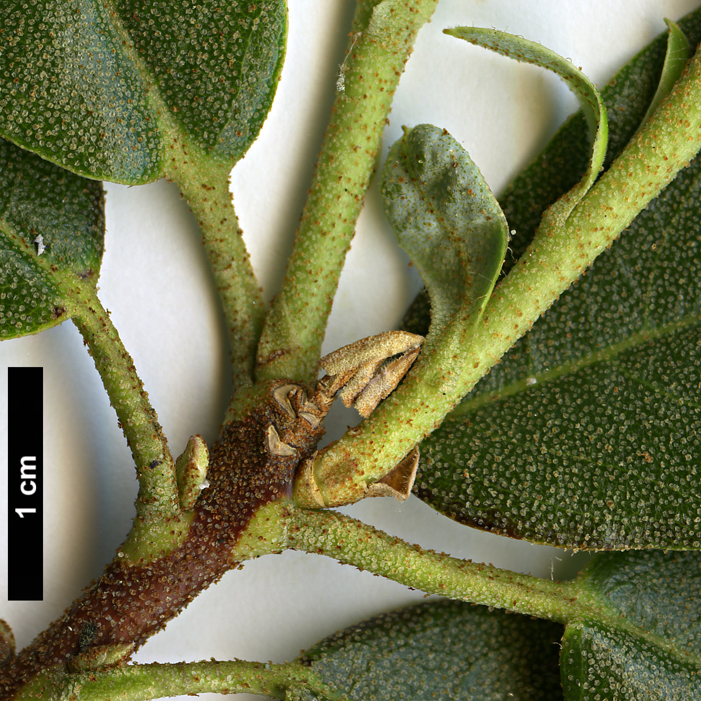 High resolution image: Family: Ericaceae - Genus: Rhododendron - Taxon: pruniflorum